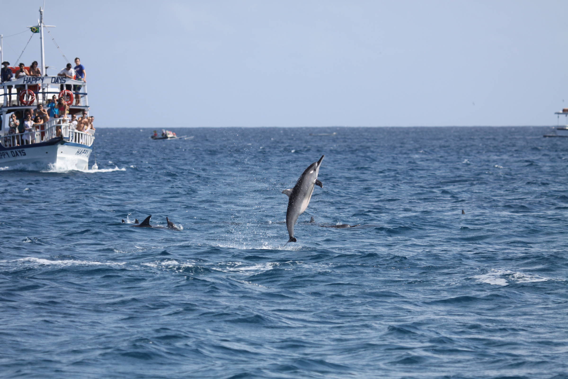 Golfinhos de Noronha mudam hábitos por aumento de turistas – 12/03/2025 – Ambiente