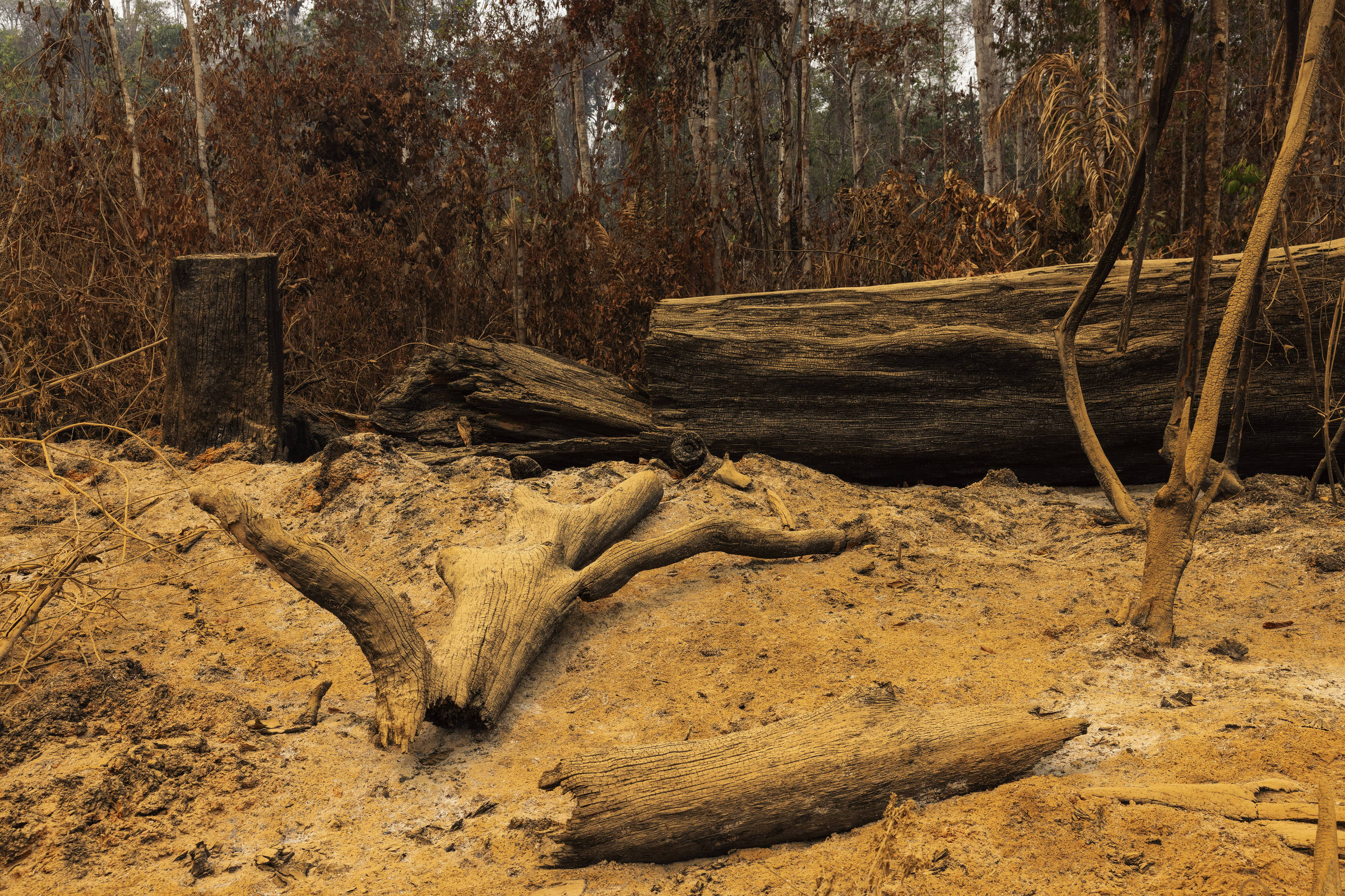 Desmatamento na amazônia tem mínima recorde em fevereiro – 12/03/2025 – Ambiente